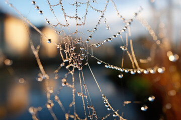 Wall Mural - Macro of dew on spiderweb against morning sunlight