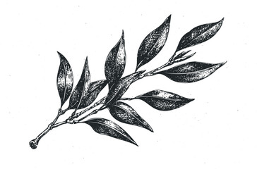 Wall Mural - Engraved Botanical Branch with Detailed Leaves on White Background