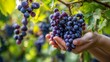 © Snowstudio - Hands purple holding fresh grapes during harvest season in vineyard