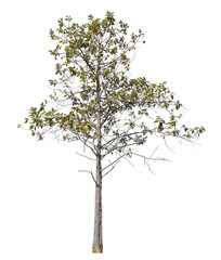 Wall Mural - Tree isolated on transparent background with clipping path and alpha channel