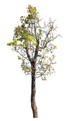 Wall Mural - Tree isolated on transparent background with clipping path and alpha channel