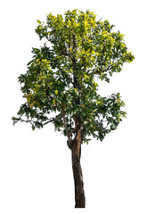 Wall Mural - Tree isolated on transparent background with clipping path and alpha channel