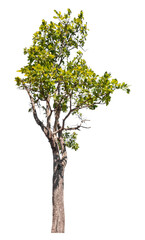 Wall Mural - tree isolated on transparent background with clipping path and alpha channel