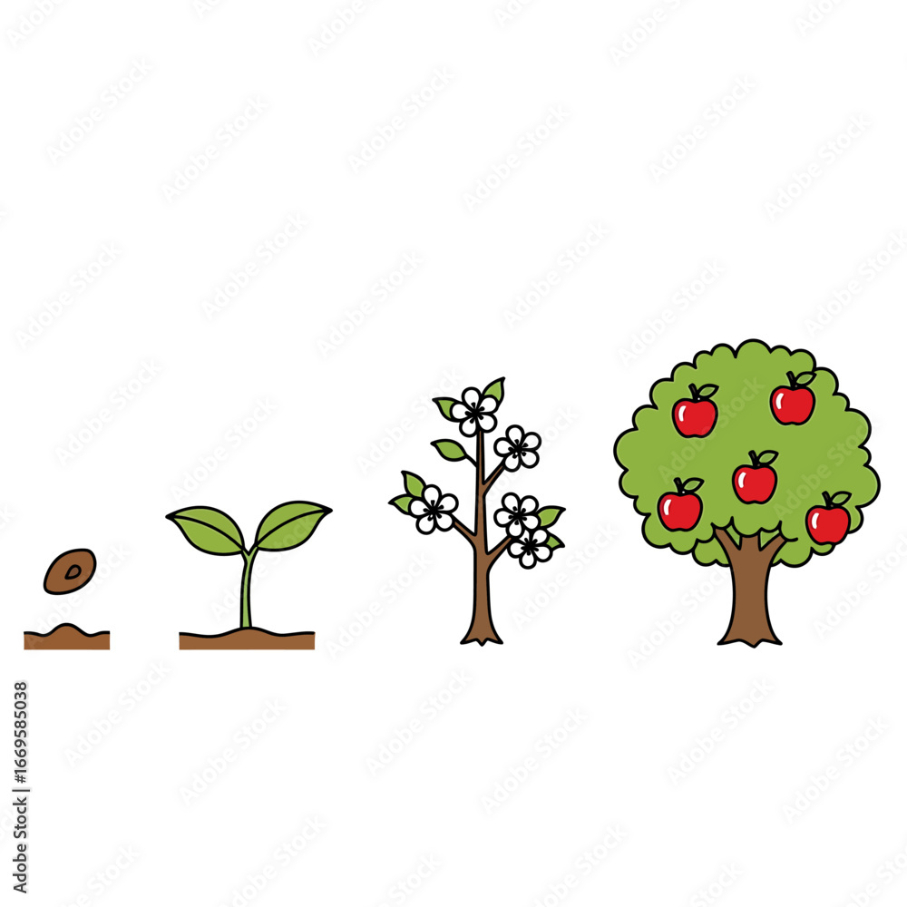 Illustrated life cycle of an apple tree showing four growth stages ...