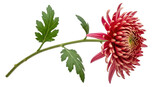 Isolated Red Chrysanthemum