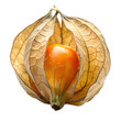 © JUNAKY - A ripe physalis peruviana fruit, also known as goldenberry or cape gooseberry, isolated on transparent background, showcasing its intricate papery husk and vibrant orange berry within