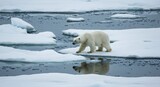 Polar bear walking on melting ice