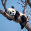 © Tondo - Adorable panda cub resting on tree branch under blue sky