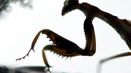 Close-up of an insect mantis with transparent bubble background