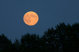 moon, rising moon, full moon, moon disk, orange, navy blue sky, tree shadows, astronomy, real photo, atmospheric,