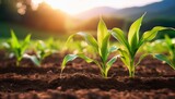 sustainable agriculture scene with green corn crops growing in fertile soil under natural sunlight