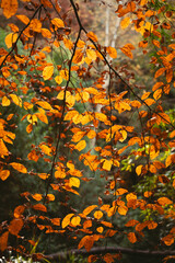Orange autumn foliage with natural background