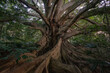 © Austockphoto - Huge ficus tree with thick trunk and branches