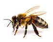 © Bayara - Honeybee profile shot (2)
