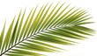 © PNG Creative - Vibrant green palm frond with sharp serrated leaves extending diagonally against a black backdrop isolated transparent background