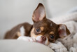 © danr13 - Small chihuahua puppy lying down and resting on a soft blanket, enjoying a moment of peace and comfort
