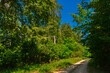 © belizar - Beech forest in Bakony mountain