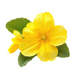 © Hn - Yellow primrose flower, yellow primrose flower with multiple petals, isolated on transparent background