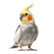 © PNGify - Png of adorable cockatiel isolated on transparent background, a charming pet bird with yellow crest and orange cheeks, standing gracefully and looking at the camera