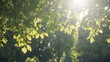 © Abul - Sunlit Green Leaves Backlit by Sunlight Nature Photography