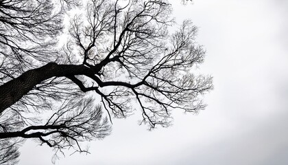 black branches on white background