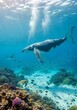 © Dira - Humpback Whale Swimming in Tropical Coral Reef.