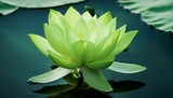 blooming green lotus amidst tranquil waters