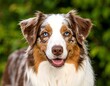 © Gaden - Portrait of a happy Australian Shepherd