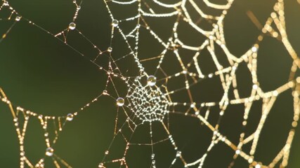 Dew-Kissed Spiderweb: A Macro View of Nature's Delicate Trap in Golden Light
