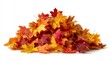© JovialFox - Pile of autumn colored leaves isolated on white background.A heap of different maple dry leaf .Red and colorful foliage colors in the fall season