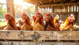 Chickens perched on wooden fence in sunlit barnyard looking curiously at camera, creating a warm and rustic farm atmosphere.
