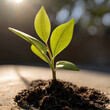 © Ahmed Hossain - Young green sprout growing in soil