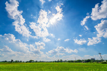 Wall Mural - beautiful green cornfield with land air atmosphere bright blue sky background abstract clear texture