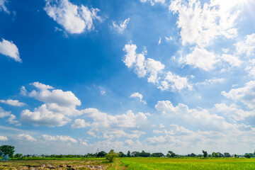 Wall Mural - beautiful green cornfield with land air atmosphere bright blue sky background abstract clear texture