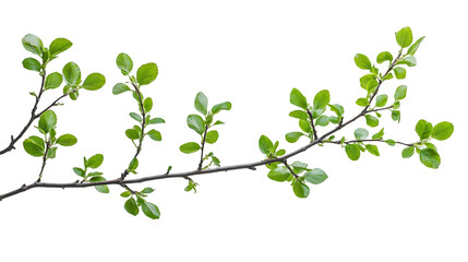tree branch isolated on a transparent background