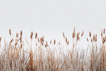 Naklejka na meble Dry grasses, light gray background
