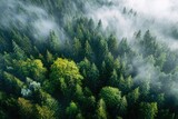 Verdant forest canopy shrouded in a misty haze. Aerial view