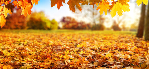 orange and red fall  leaves, autumn natural background in park