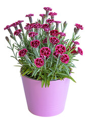 Wall Mural - oeillets en pot sur fond blanc