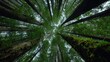© zian - Canopy view of towering redwood trees, reaching skyward in a dense, green forest