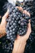 © Sylvie Pabion Martín - Woman's hands holding bunches of black grapes