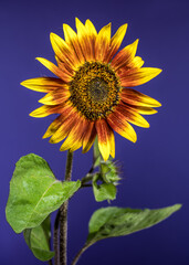 Wall Mural - Vibrant Sunflower with Dewdrops Against a Striking Blue Background