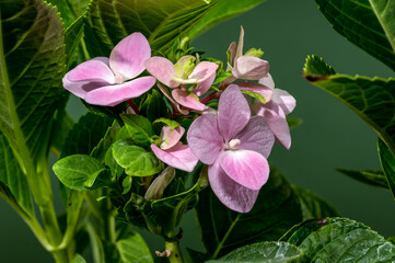 Wall Mural - Soft Pink Hydrangea Flowers and Lush Green Leaves