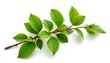 © Praphapan - Close-up of a Fresh Green Branch with Vibrant Leaves, Isolated