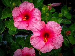 Wall Mural - Colorful Hibiscus Blooms in a Garden