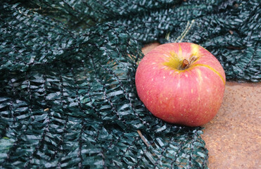 Red apple on green net background