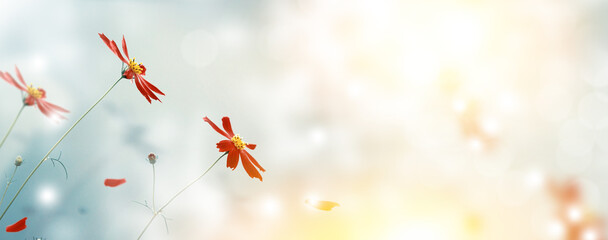 Wall Mural - Beautiful cosmos flowers in garden. blue sky. landscape. nature