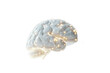 © Abdullah - Brain Network Neural Connections and Intelligence