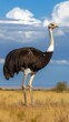 © Akanei - Close - up of Ostrich on Grassland, Wildlife Natural Ecology Scene Material