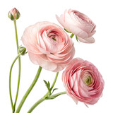 Delicate pink ranunculus blooms and bud isolated on a transparent background flower